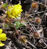 Potentilla depressa