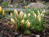 Crocus chrysanthus. Цветущие растения (сорт 'Romance'). Краснодарский край, г. Усть-Лабинск, на приусадебном участке. 22.02.2020.