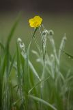 Ranunculus illyricus. Верхушка цветущего растения. Ростовская обл., Аксайский р-н, окр. хут. Александровка, степной склон. 03.05.2020.