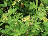 Astragalus membranaceus. Цветущие растения в зарослях трав на лугу. Приморский край, Ольгинский р-н, окр. с. Милоградово. 11.08.2009.