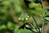 Solanum nigrum. Часть побега с незрелым соплодием. Московская обл., окр. г. Железнодорожный, опушка смешанного леса, вырубка. 12.08.2020.