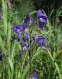 Aconitum delphiniifolium. Верхушка соцветия. Магаданская обл., г. Магадан, мкр-н Снежная Долина, бассейн р. Дукча, надпойменная терраса, разнотравно-злаковый луг. 26.07.2020.