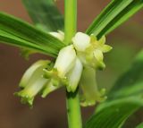 Polygonatum stenophyllum