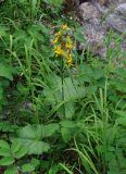 Ligularia sibirica