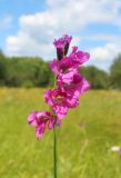 Gladiolus tenuis. Соцветие. Белгородская обл., Новооскольский р-н, заповедник \"Белогорье\", участок \"Стенки-Изгорья\", пойменный луг. 11.06.2018.