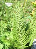 Dryopteris oreades