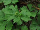 Anemone baicalensis ssp. occidentali-sajanensis