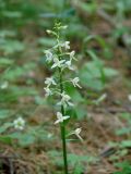 Platanthera bifolia. Соцветие. Иркутская обл., Слюдянский р-н, окр. пос. Култук, сосновый бор. 26.06.2022.