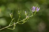 Campanula rapunculus