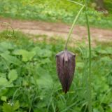 Fritillaria ussuriensis. Часть побега с цветком. Приморский край, Уссурийский район, Горнотаёжный дендрарий ДВО РАН. 23.05.2010.