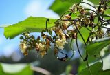 Catalpa ovata. Соцветие и развивающиеся плоды. Северная Осетия, Владикавказ, берег реки. 23.07.2022.