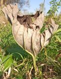 Petasites spurius