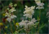 Filipendula ulmaria