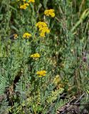 Tanacetum aureum