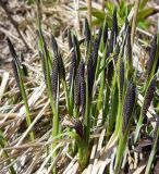 Carex cespitosa