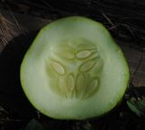 Cucumis sativus. Поперечный срез незрелого плода. Сочный плод огурца - тыквина - развивается из паракарпного гинецея, образованного тремя плодолистиками, и имеет пристеночную (париетальную) плацентацию. Восточно-Казахстанская обл., Глубоковский р-н, окр. с. Кожохово, в культуре. 19.08.2011.