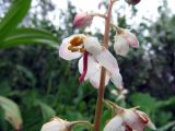 Pyrola grandiflora. Цветок. Коми, Интинский р-н, Приполярный Урал, хр. Малдынырд, руч. Алькесвож, пойменная терраса. 25.07.2011.