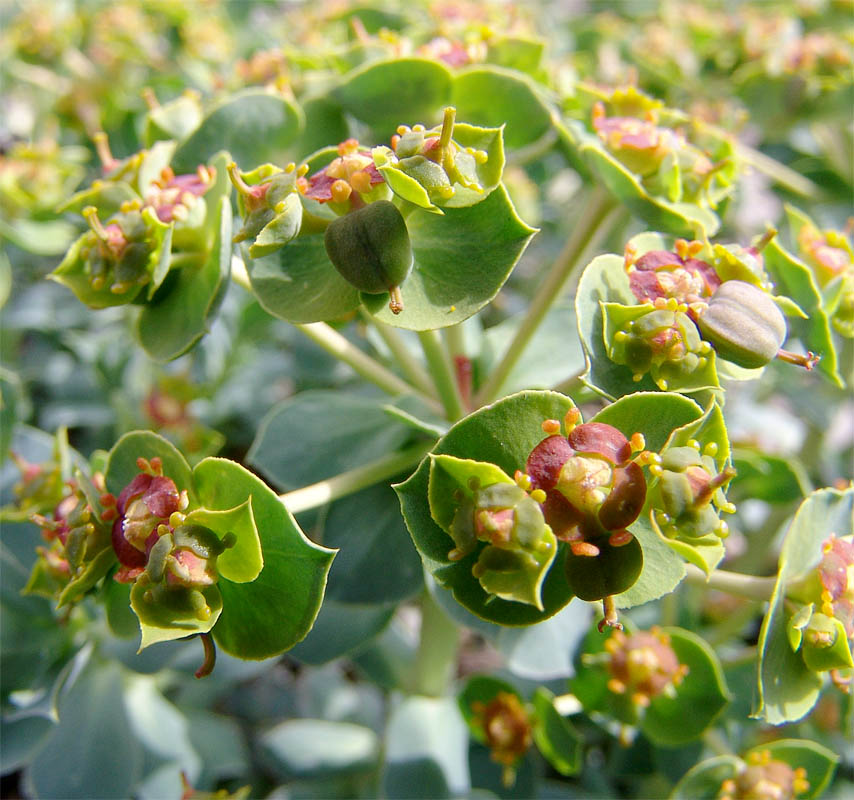 Изображение особи Euphorbia marschalliana.