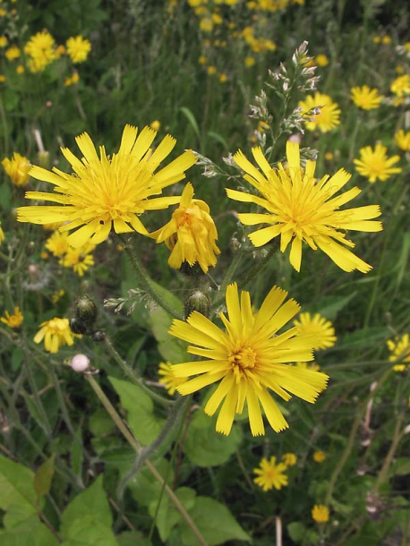 Изображение особи Hieracium sylvularum.