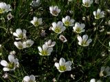 Minuartia arctica