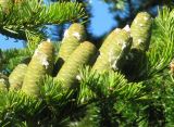 Abies sibirica