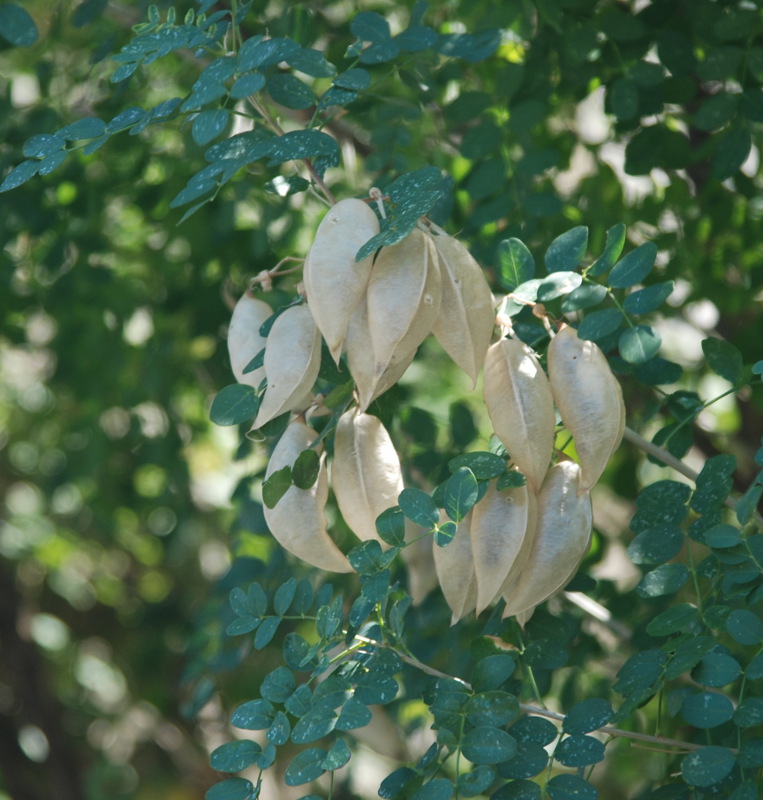 Изображение особи Colutea arborescens.