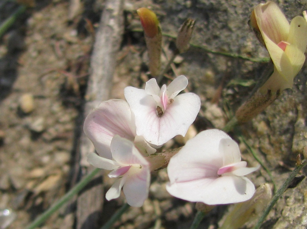 Изображение особи Astragalus ucrainicus.