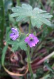 Geranium molle