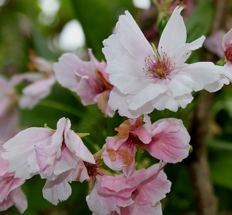 Изображение особи Prunus serrulata.