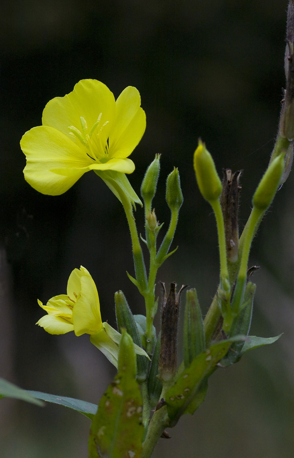 Изображение особи Oenothera biennis.