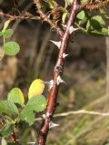 Rosa khasautensis