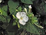 Mirabilis jalapa