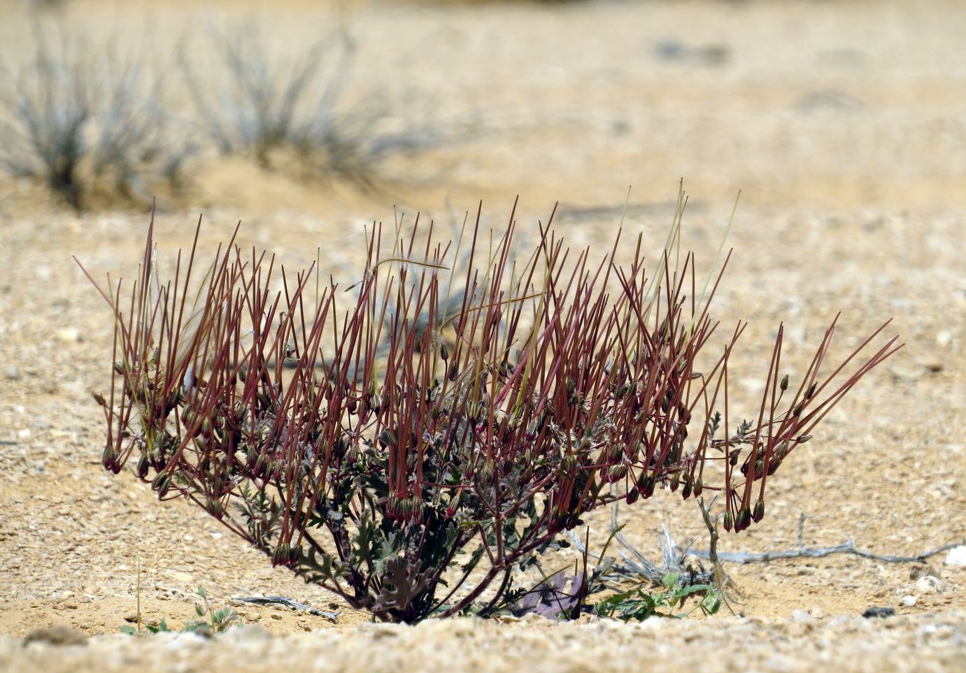 Изображение особи Erodium crassifolium.