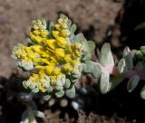 Sedum spathulifolium. Верхушка побега с соцветием ('Cape Blanco'). Германия, г. Дюссельдорф, Ботанический сад университета. 04.05.2014.
