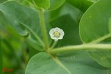 Euphorbia marginata