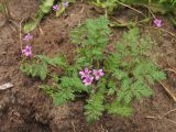 Erodium cicutarium. Цветущее растение. Нидерланды, провинция Groningen, окр. населённого пункта Zuidbroek, рудеральное местообитание на обочине дороги. 4 июля 2009 г.