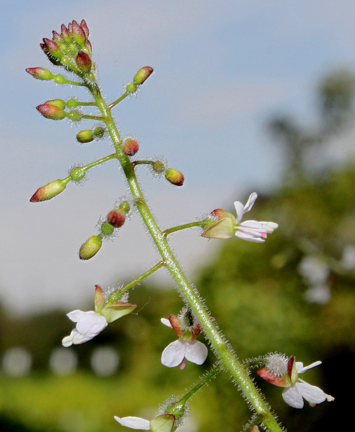 Изображение особи Circaea lutetiana.