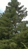 Sequoia sempervirens. Крона взрослого дерева. Краснодарский край, окр. пос. Верхнее Лоо, м/о Сочи. 29.08.2014.