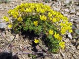 Saxifraga serpyllifolia