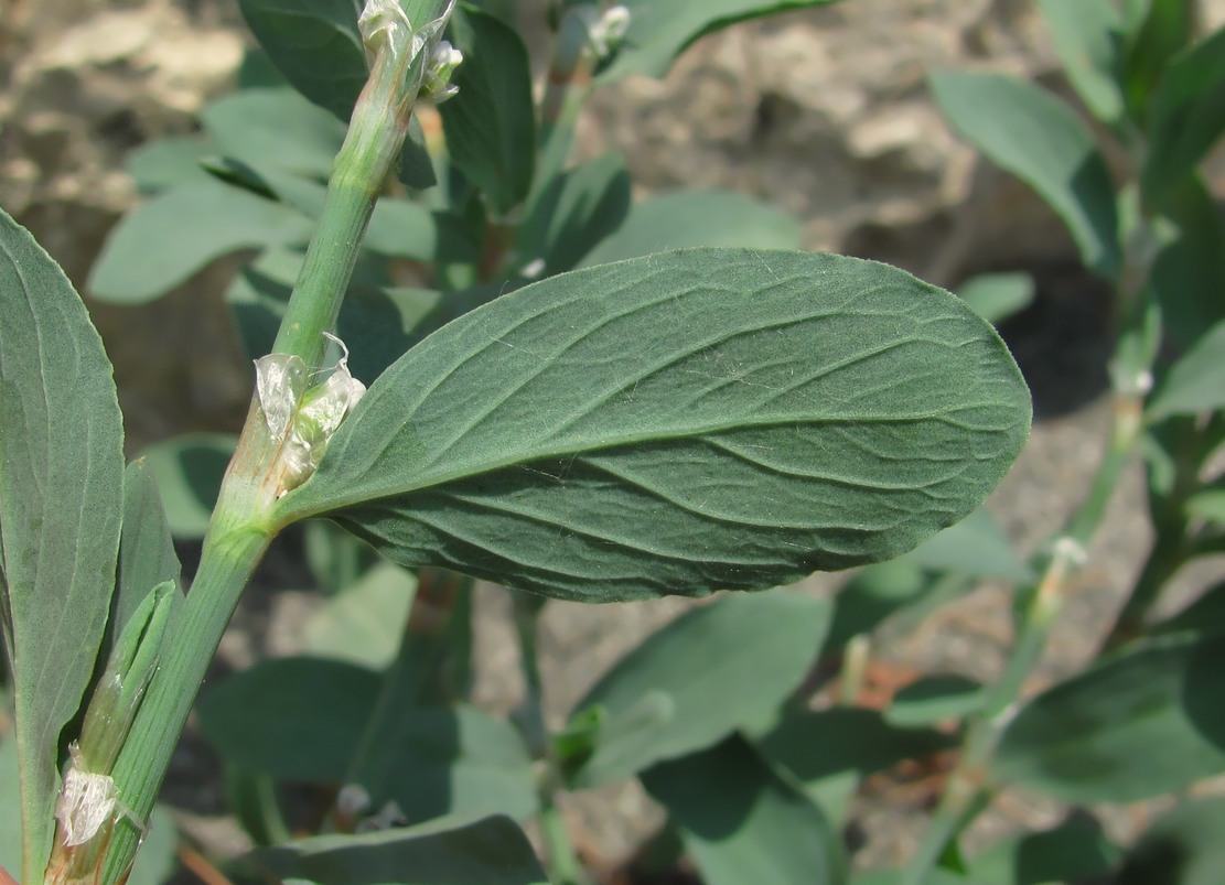 Изображение особи Polygonum maritimum.