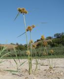 Cyperus glomeratus. Цветущие растения. Краснодарский край, г. Усть-Лабинск, отмель р. Кубань. 25.09.2015.