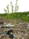 Acer negundo. Деревце с обглоданной зайцами корой. Томск, городская свалка. 17.05.2015.