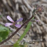 Strigosella scorpioides