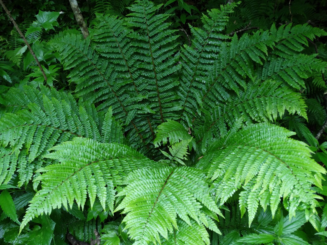 Изображение особи Dryopteris crassirhizoma.