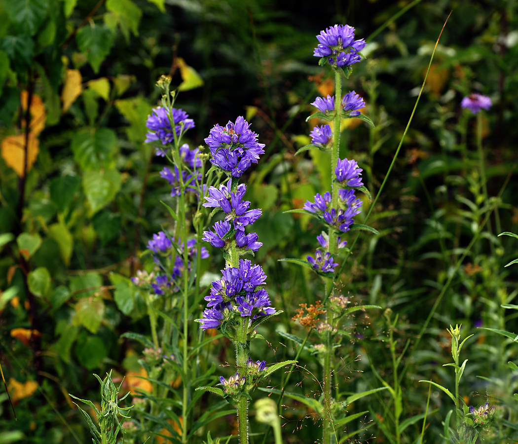 Изображение особи Campanula cervicaria.