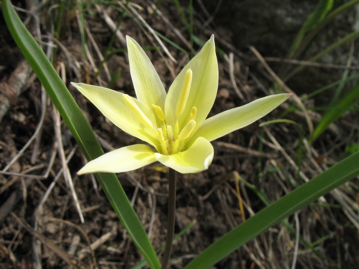 Image of Tulipa dasystemon specimen.