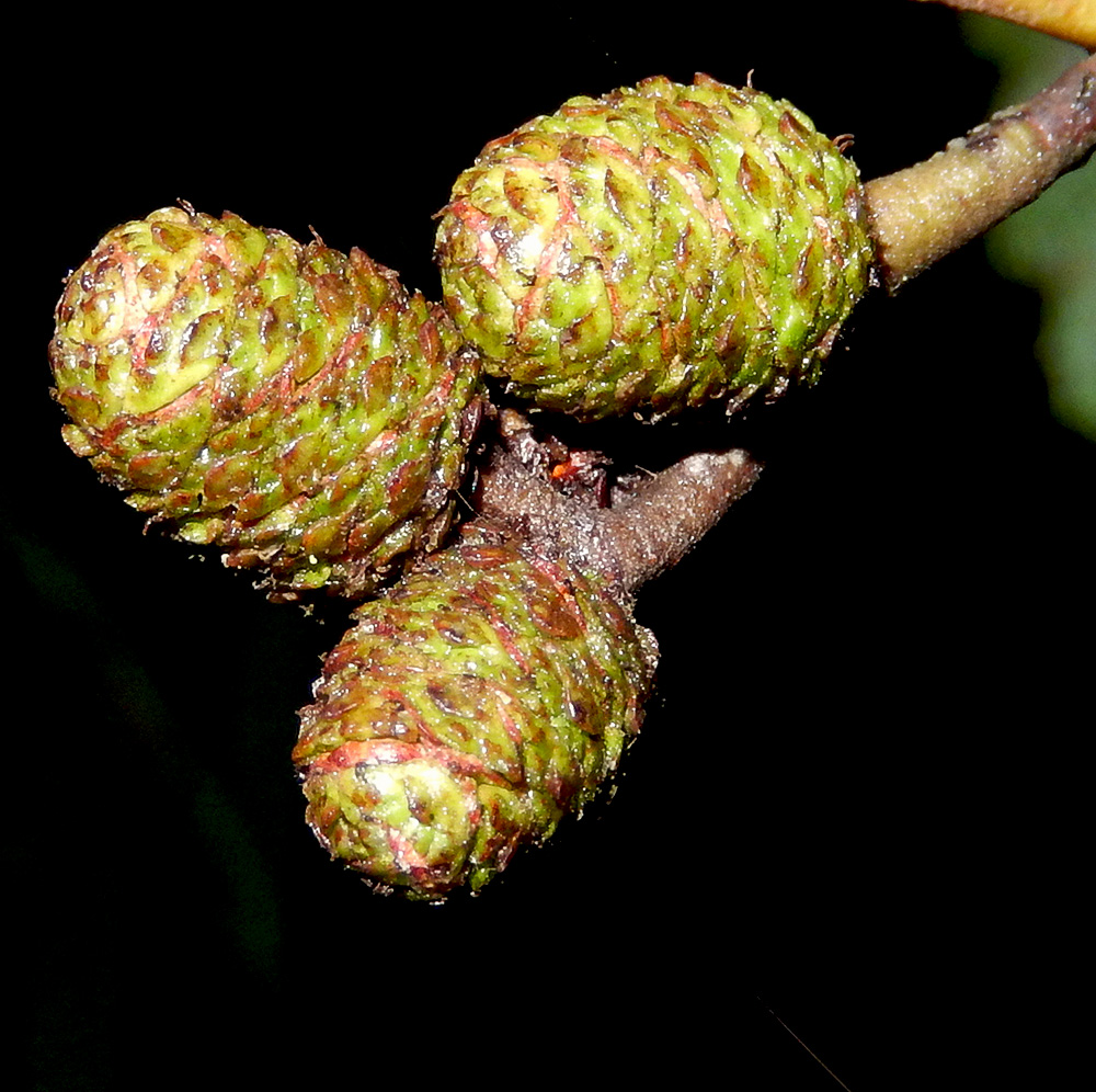 Изображение особи Alnus glutinosa.