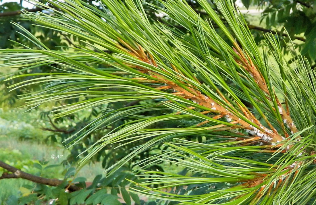 Image of genus Pinus specimen.