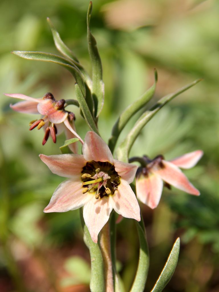 Изображение особи Fritillaria rugillosa.