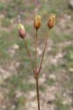 Holosteum umbellatum